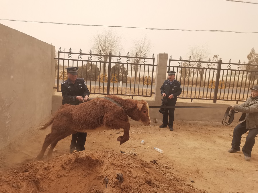 Y  为找回群众丢失牛犊 这位民警蹭掉手(8625170)-20210326162034.jpg
