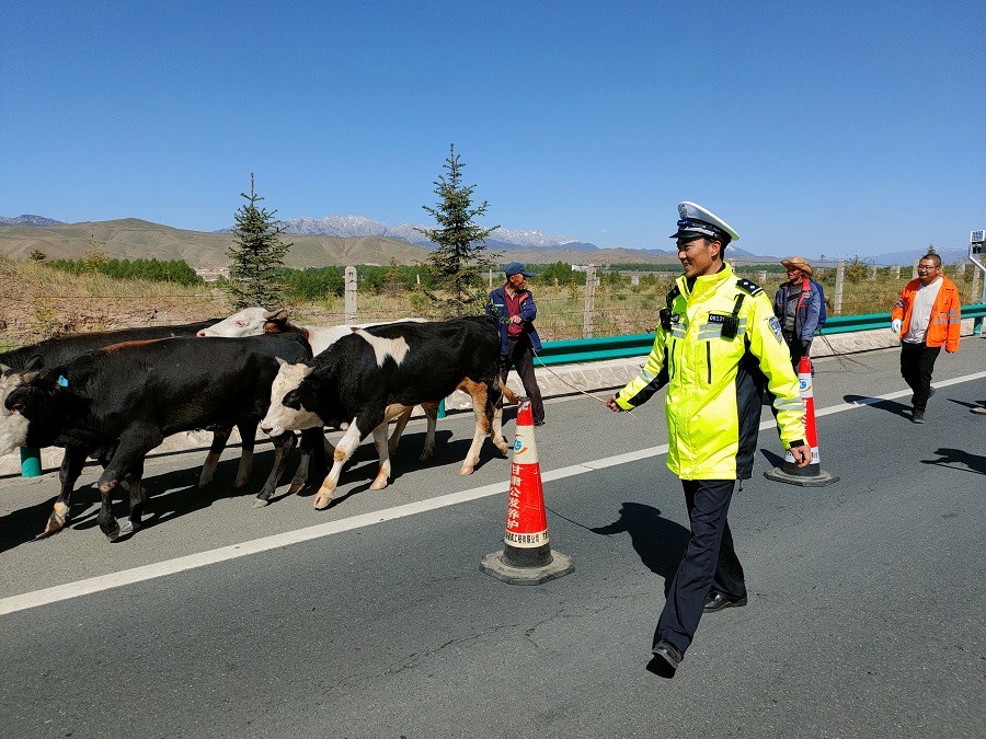 （Y，文_图）《牛群高速公路撒欢 交警及(9177990)-20210606213612