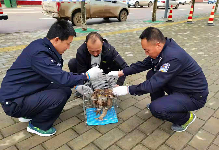 民警与热心群众将猫头鹰装进笼子送陇东学院(10229022)-20211017215429_极光看图