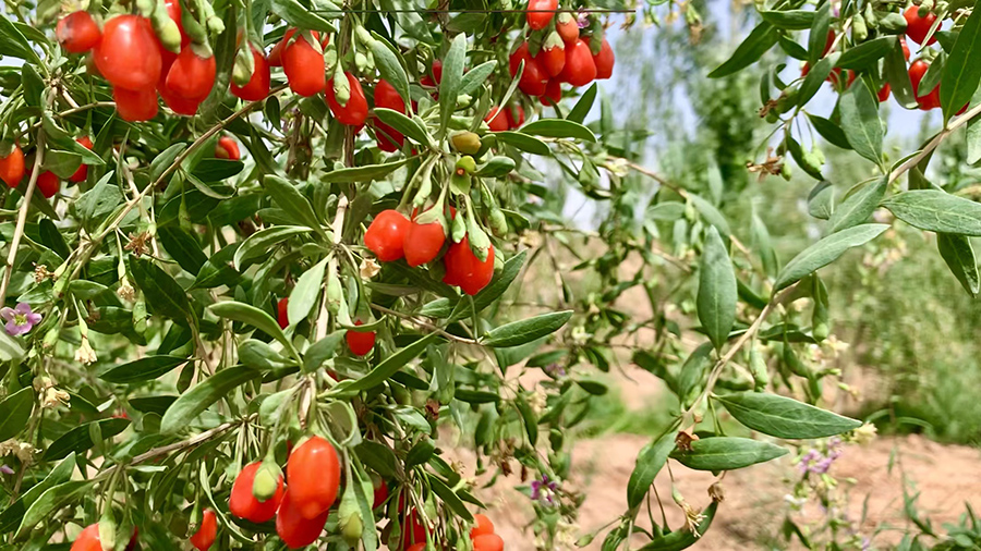 (QEY)(图配)戈壁滩上长出“致富果”(13963007)-20220607205934 (QEY)(图配)戈壁滩上长出“致富果”(13963007)-20220607205934