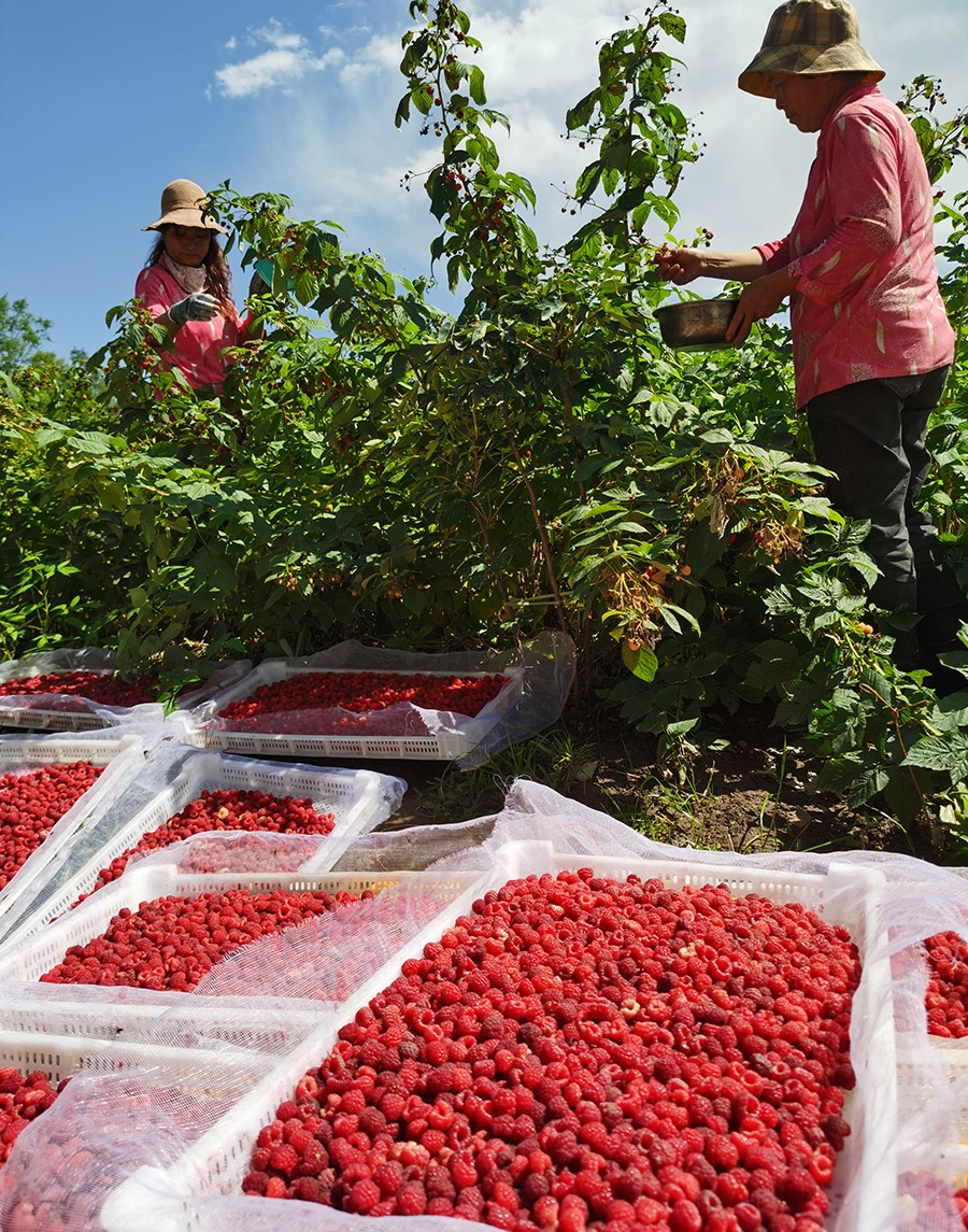 (AQEY,注意用好这张配图)树莓红了 (16150162)-20220913153743 (AQEY,注意用好这张配图)树莓红了 (16150162)-20220913153743