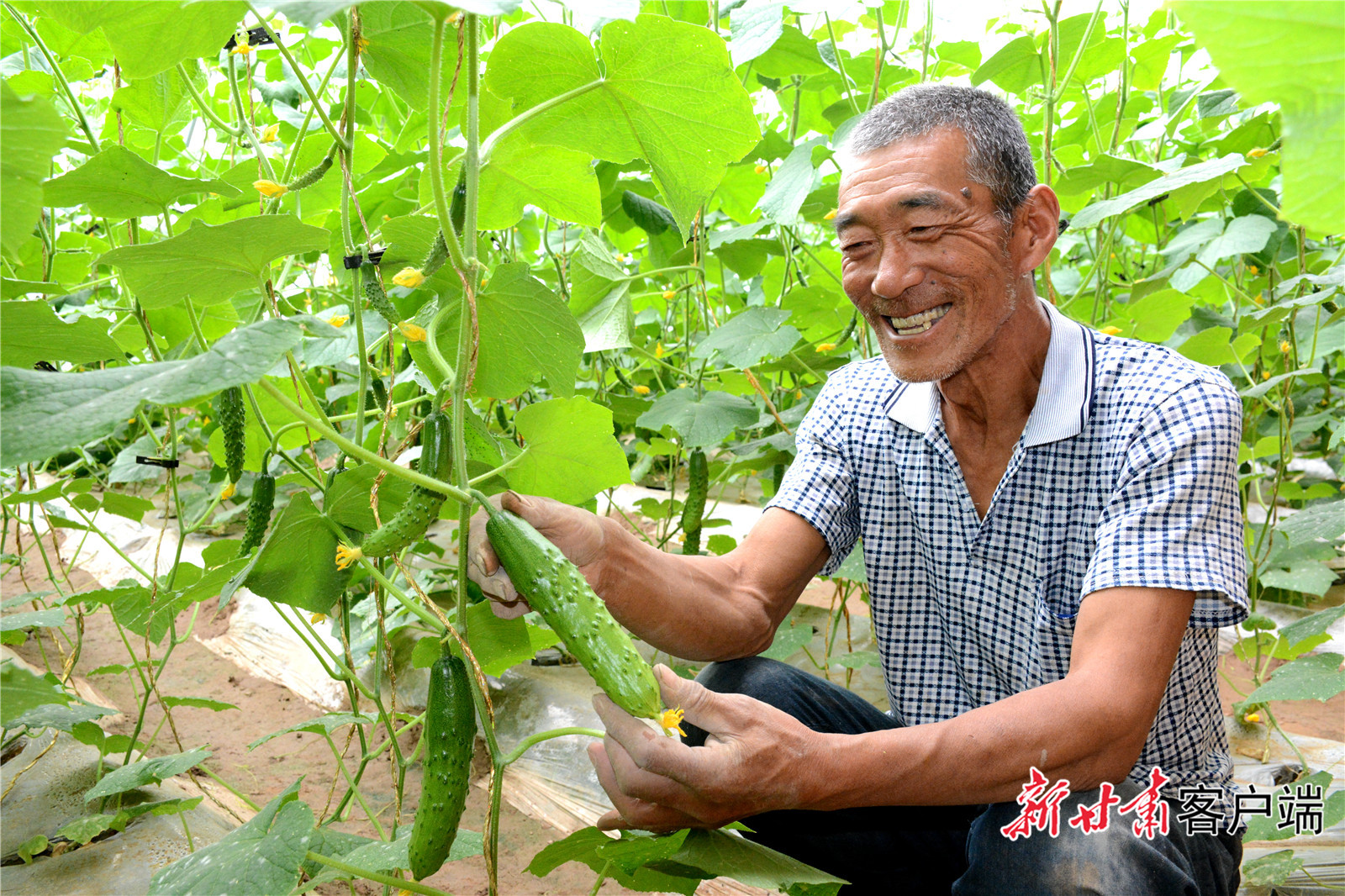 古浪县富民新村村民孙得虎家的小乳瓜喜获丰收  金奉乾摄.JPG