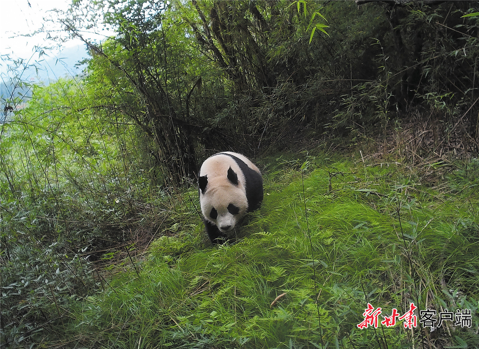 大熊猫国家公园白水江片区大熊猫出没。.jpg