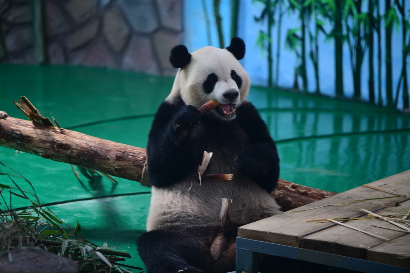 兰州野生动物园四只大熊猫正式亮相