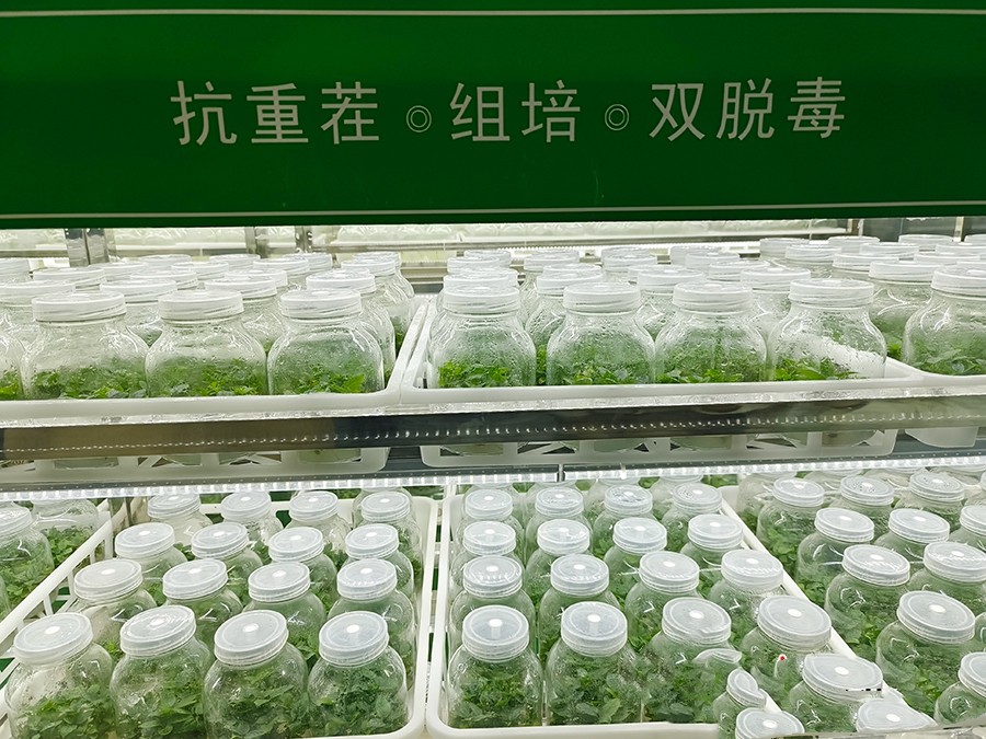 （wAqEＹ环保行稿件　配图）“苗”中致(32469686)-20240604173352