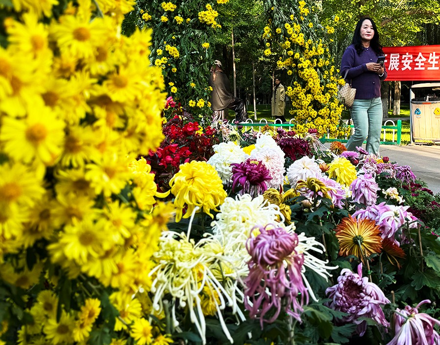 （WAQEY图片新闻）兰州植物园菊花盛开(35826886)-20241014154019