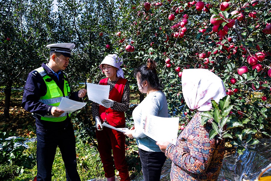 （AQEY配图）醉人苹果香  园里警相随(35983741)-20241018174421