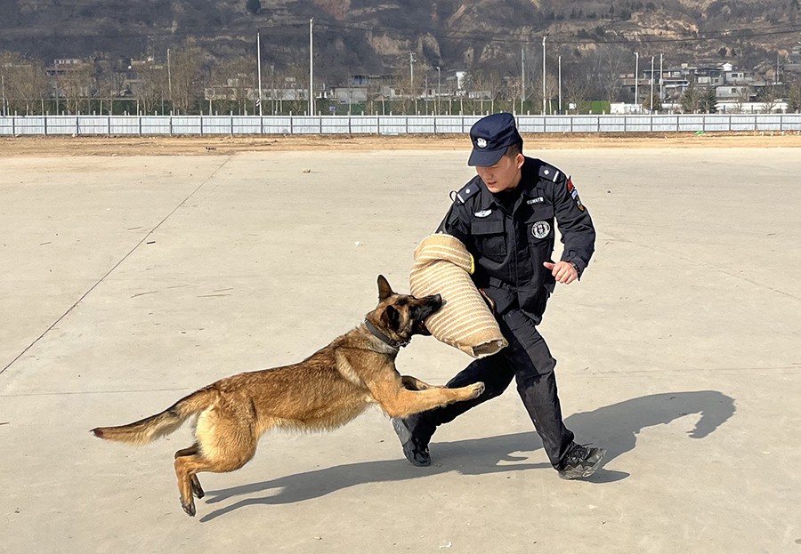 （WAQEY配图）麦积：提升警犬实战能力(38920261)-20250228103253
