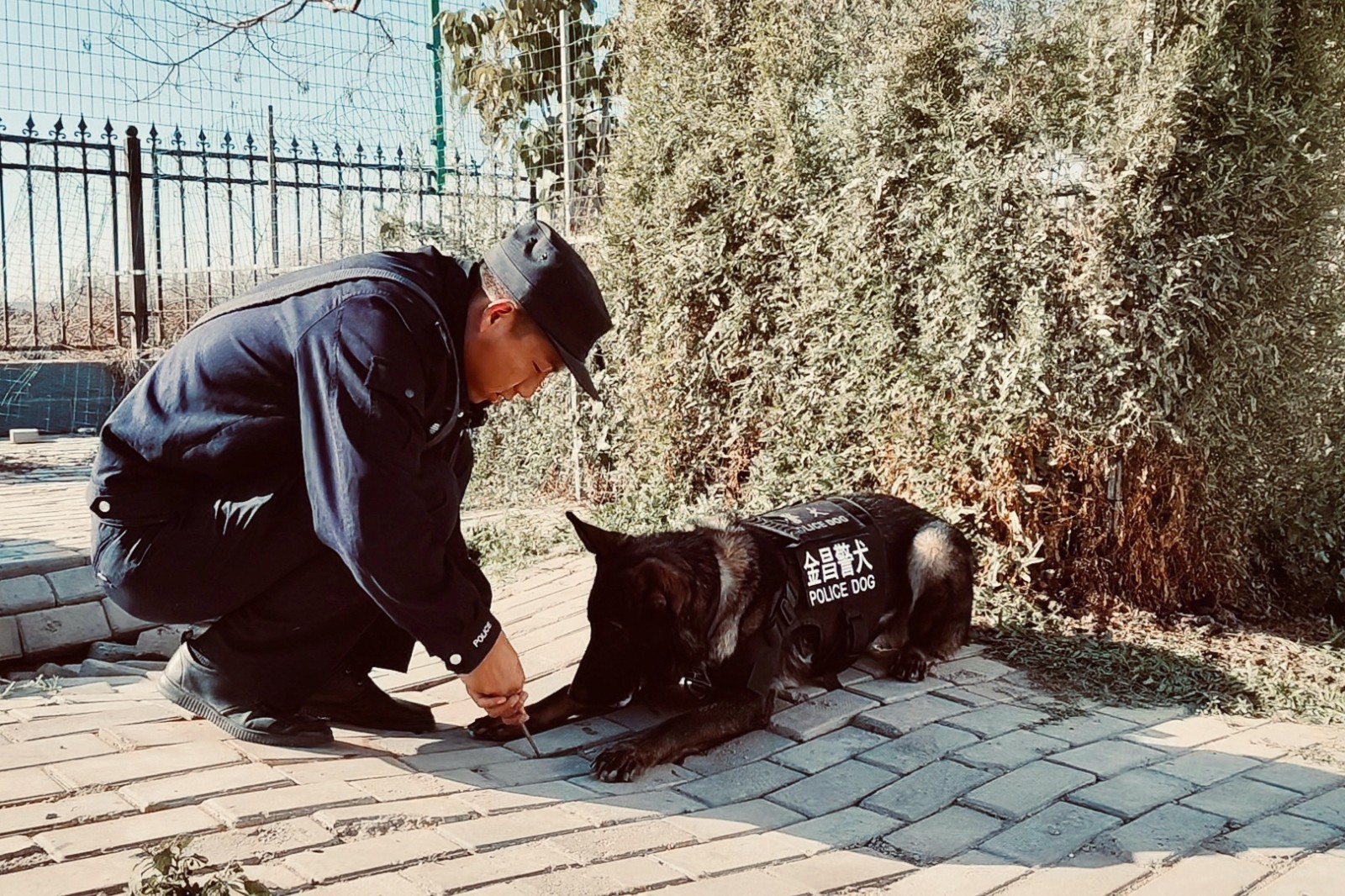 （WAQEＹ配图） 警犬“雷神”战绩不凡(39355381)-20250314155754