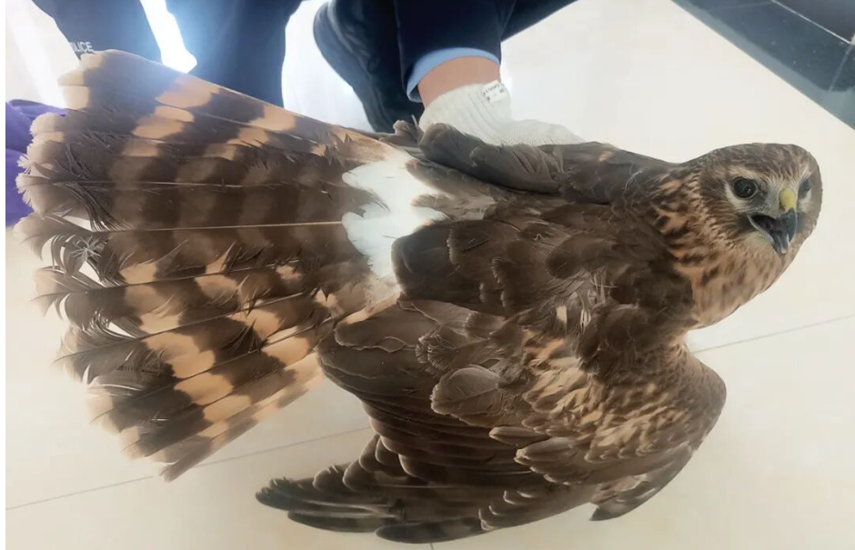 wechat_2025-10-11_095616_606 wechat_2025-10-11_095616_606