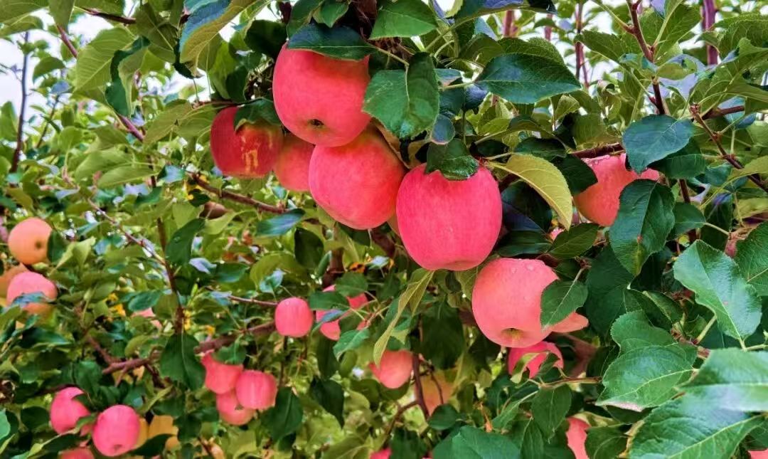 微信图片_20251021170421 微信图片_20251021170421